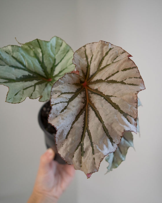 Begonia 'Looking Glass' - 4"