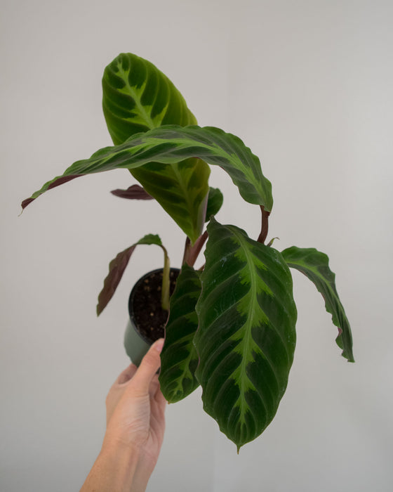 Calathea Warscewiczii - 4"