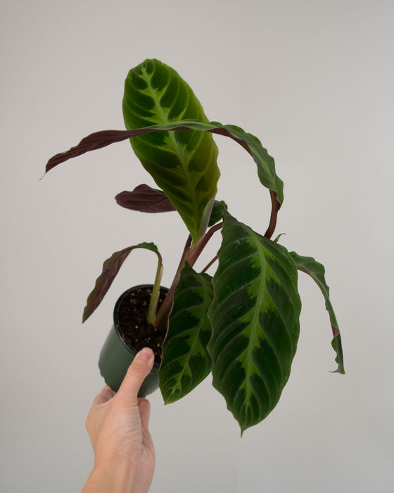 Calathea Warscewiczii - 4"