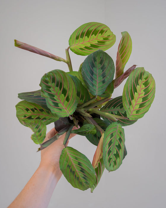 Maranta Leuc' Erythroneura (Red Maranta) - 4"