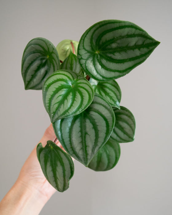 Peperomia Watermelon - 4"