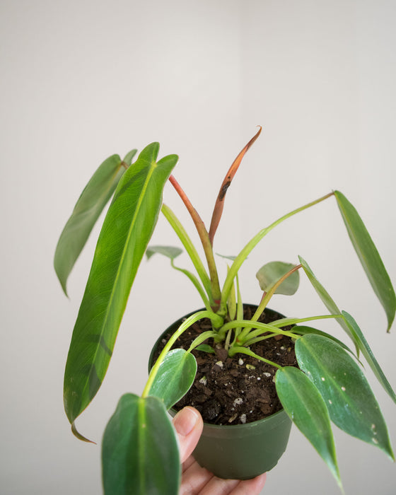 Philodendron Spiritus Sancti - 4"