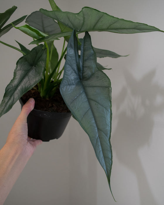 Alocasia Heterophylla 'Dragons Breath' - 6" (Pick Up Only)