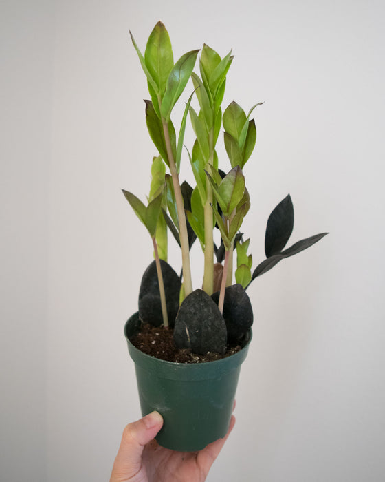 Zamioculcas Zamiifolia 'Obsura' - 4"