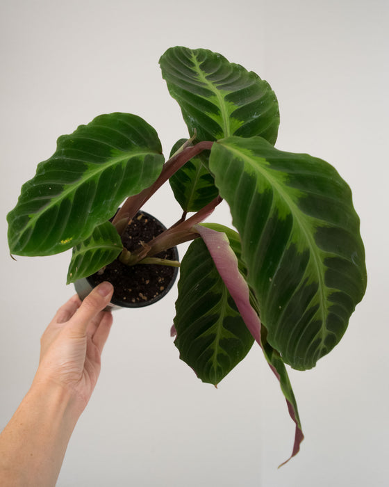 Calathea Warscewiczii - 4"