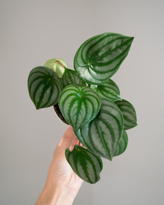 Peperomia Watermelon - 4"