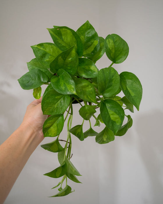 Pothos Global Green - 4"