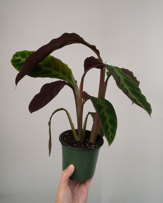 Calathea Warscewiczii - 4"