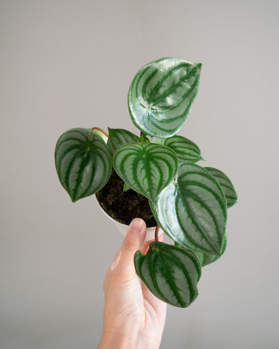 Peperomia Watermelon - 4"