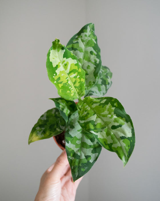 Chinese Evergreen 'Pictum Tricolor' - 4"