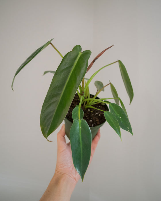 Philodendron Spiritus Sancti - 4"