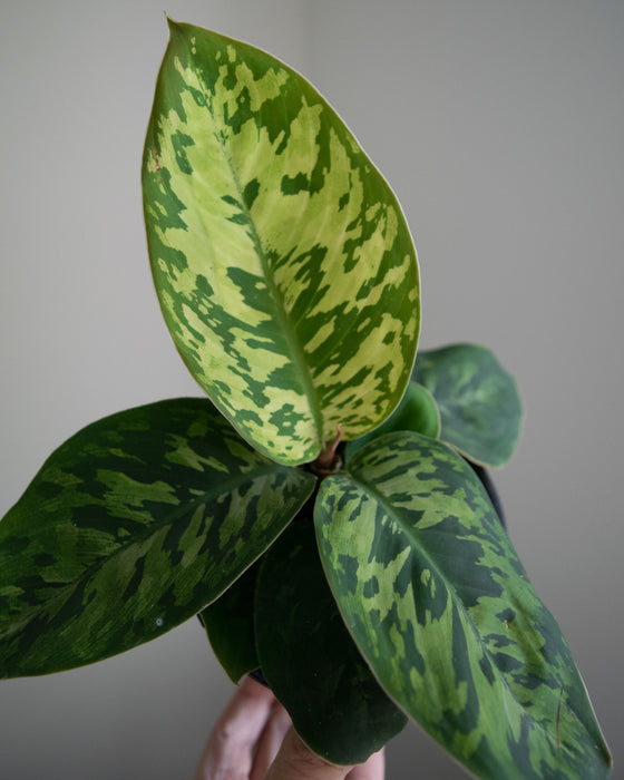 Homalomena Wallisii 'Camouflage' - 4"