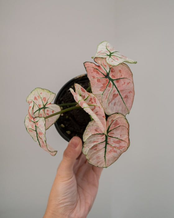 Caladium 'Bicolor Snow' - 4"