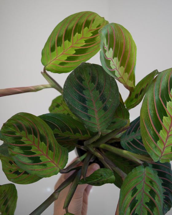 Maranta Leuc' Erythroneura (Red Maranta) - 4"