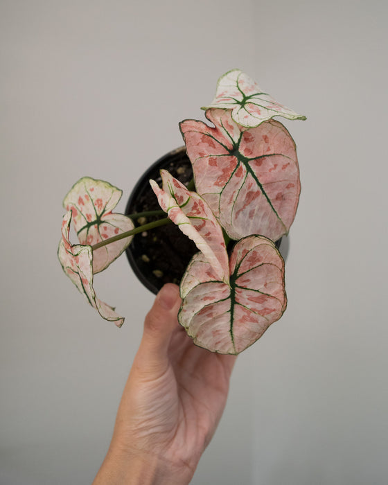 Caladium 'Bicolor Snow' - 4"