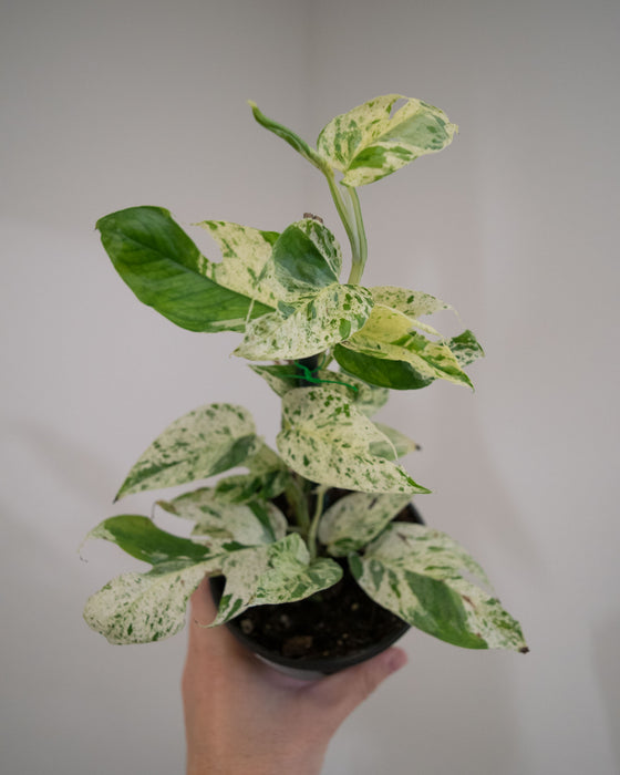 Epipremnum Pinnatum 'Marble Variegated' - 4"