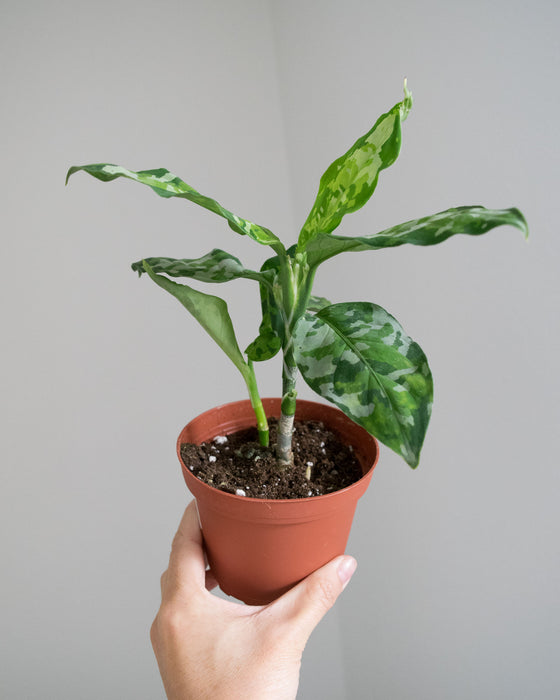 Chinese Evergreen 'Pictum Tricolor' - 4"