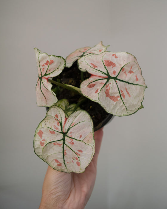 Caladium 'Bicolor Snow' - 4"