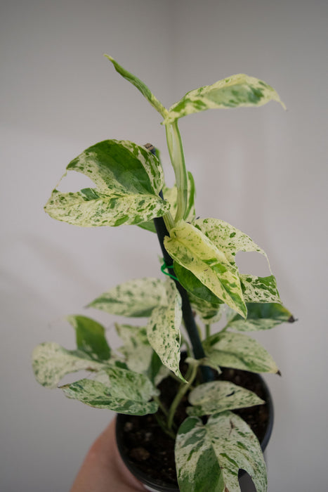 Epipremnum Pinnatum 'Marble Variegated' - 4"