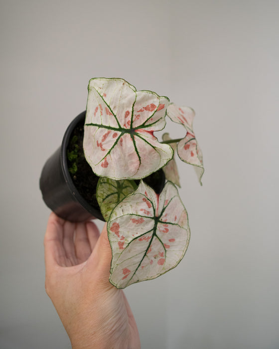 Caladium 'Bicolor Snow' - 4"