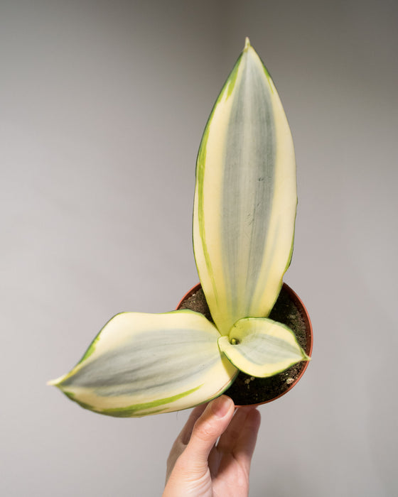 Sansevieria Trifasciata 'Ghost' - 4"