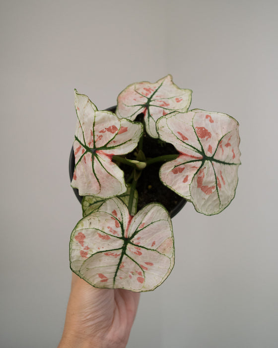 Caladium 'Bicolor Snow' - 4"