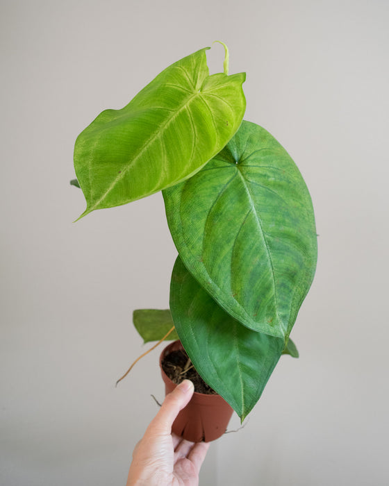 Syngonium Macrophyllum 'Frosted Heart' - 4"