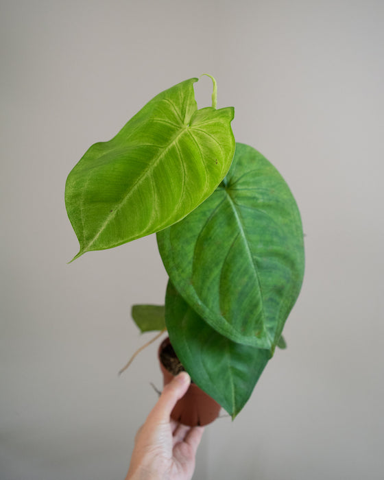 Syngonium Macrophyllum 'Frosted Heart' - 4"