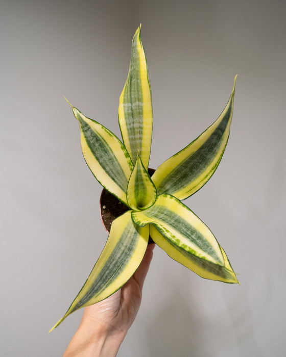 Sansevieria Trifasciata 'Gold Dust' - 4"