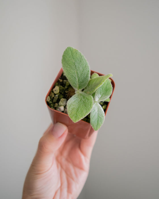 Sinningia Leucotricha 'Brazilian Edelweiss' - 2"