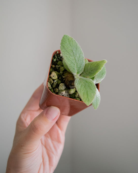 Sinningia Leucotricha 'Brazilian Edelweiss' - 2"