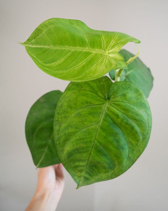 Syngonium Macrophyllum 'Frosted Heart' - 4"