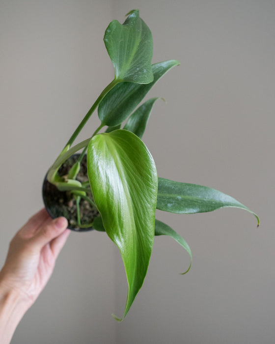 Monstera 'Burle Marx Flame' - 4"