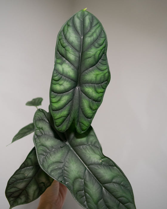 Alocasia 'Sinuata' - 4"