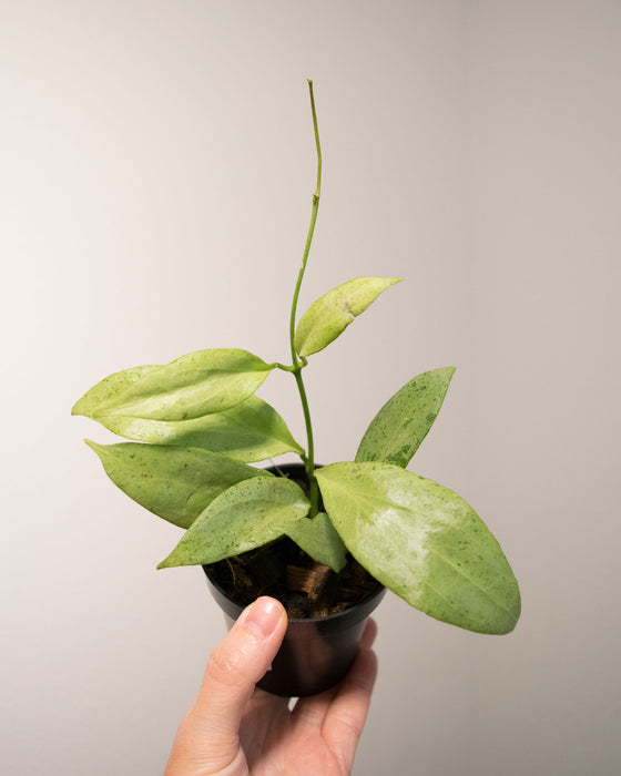 Hoya Nicholsoniae 'New Guinea Ghost' - 3"