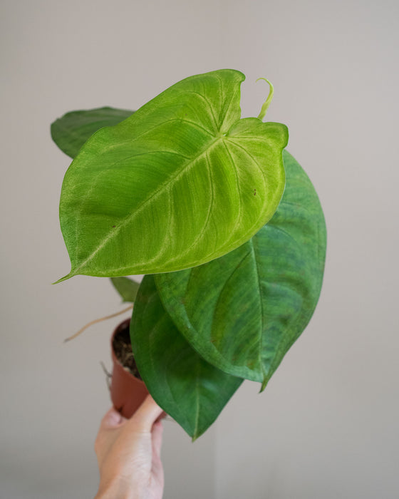 Syngonium Macrophyllum 'Frosted Heart' - 4"