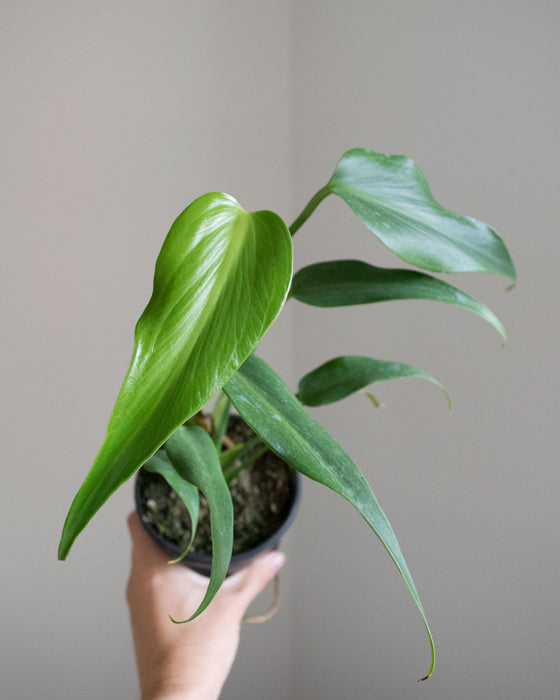 Monstera 'Burle Marx Flame' - 4"