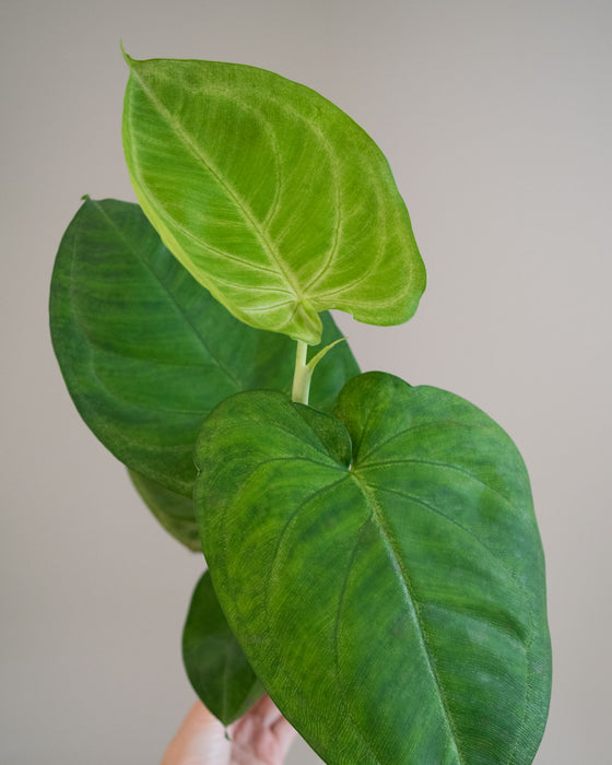 Syngonium Macrophyllum 'Frosted Heart' - 4"