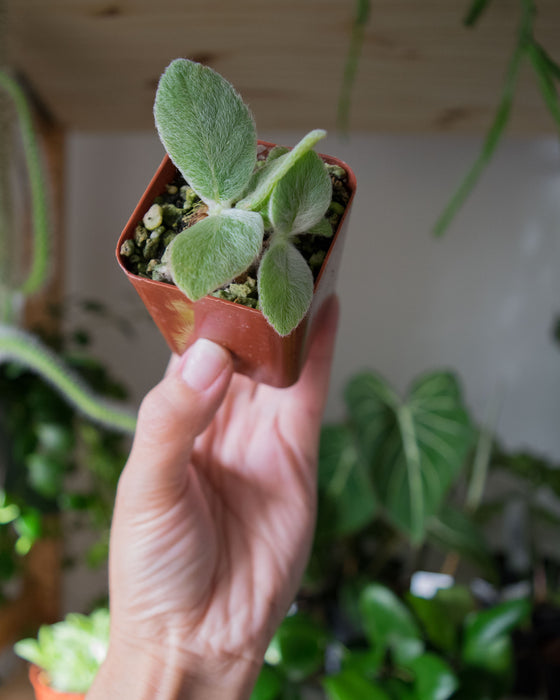 Sinningia Leucotricha 'Brazilian Edelweiss' - 2"