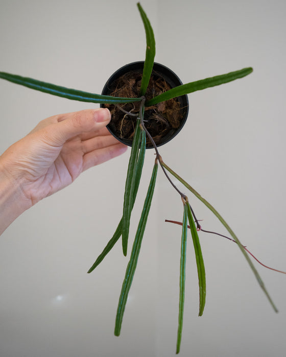 Hoya Insularis- 3"