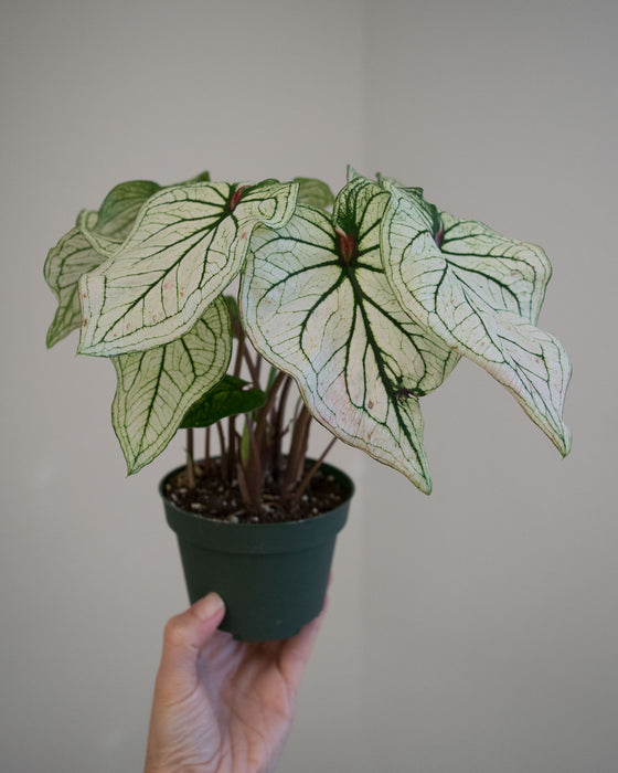 Caladium 'White Christmas' - 4"