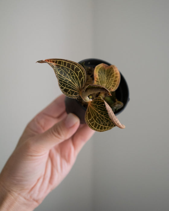 Ludisia Discolor Electric Eel 'Jewel Orchid' - 2"