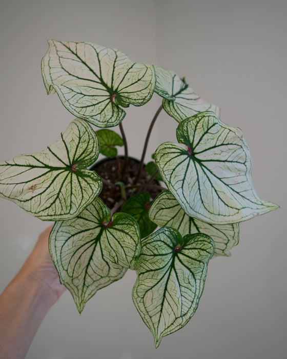 Caladium 'White Christmas' - 4"