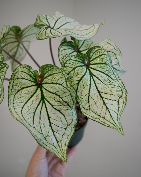 Caladium 'White Christmas' - 4"