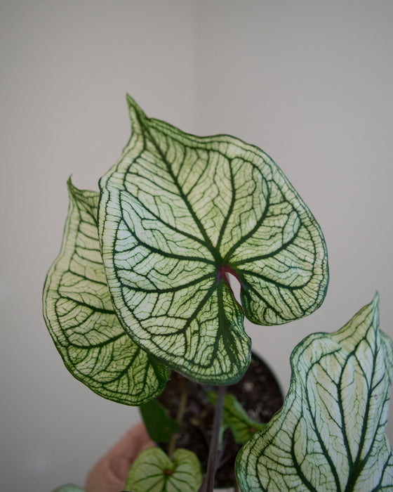 Caladium 'White Christmas' - 4"