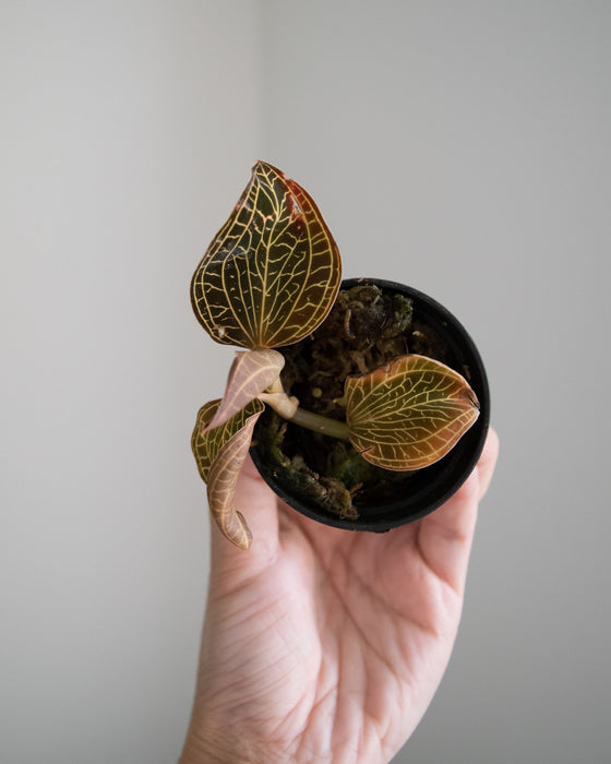 Ludisia Discolor Electric Eel 'Jewel Orchid' - 2"