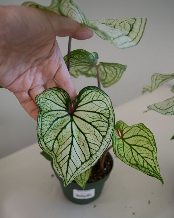 Caladium 'White Christmas' - 4"