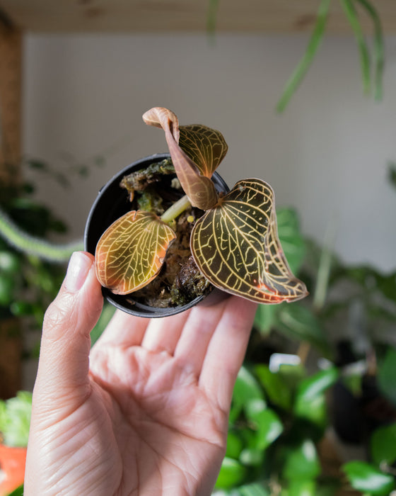 Ludisia Discolor Electric Eel 'Jewel Orchid' - 2"