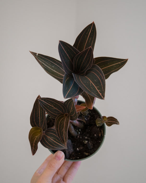 Ludisia Discolor 'Jewel Orchid' - 4"