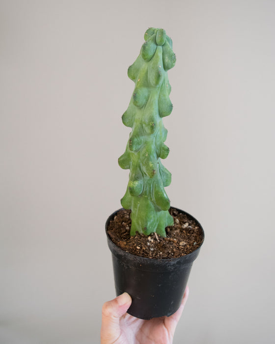 Myrtillocactus 'Fukurokuryuziboku' - 4"